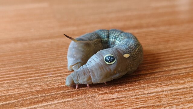 Daphnis nerii Larva Showing Distinctive Eye Spots in Macro Close Up