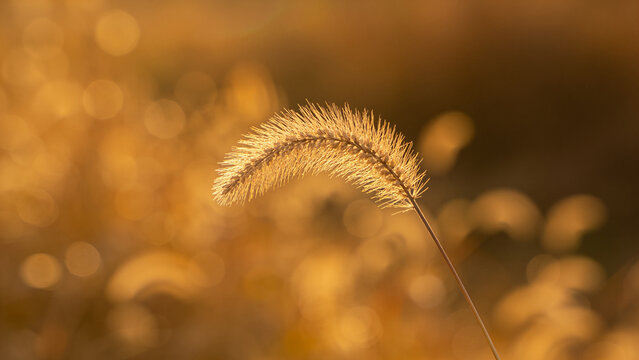 Single foxtail grass ear glowing in golden sunset light with warm soft bokeh background