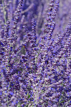 lavender, flower of the medicinal herb
