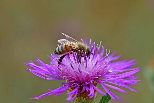 honey bee on a flower of a brown knapweed in summer in Germany