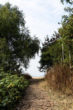Pathway leads through trees towards a beach on a clear day
