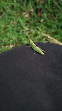 Small green grasshopper sitting on a black fabric background