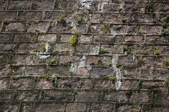 Ancient stone wall with plants growing in between the cracks in an urban area