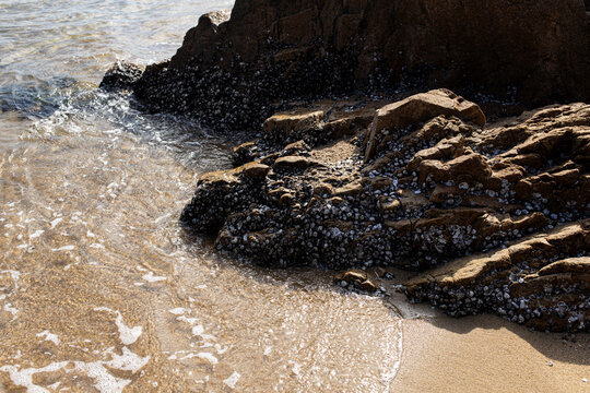 Rocks by the beach with shells and waves during daylight hours