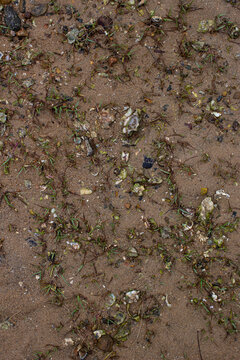 Sand covered with seaweed, shells and small stones on a beach in late afternoon