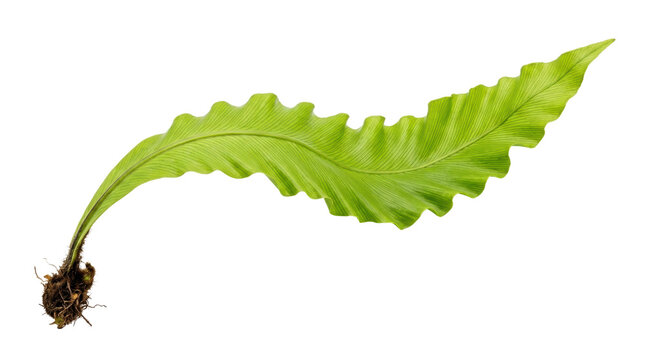 Vibrant green bird's nest fern leaf with roots. Tropical asplenium nidus foliage on white background. Exotic botanical plant element.