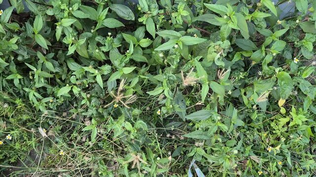 Top Down View of Mixed Wild Weeds Eclipta Prostrata and Goosegrass Growing on the Ground