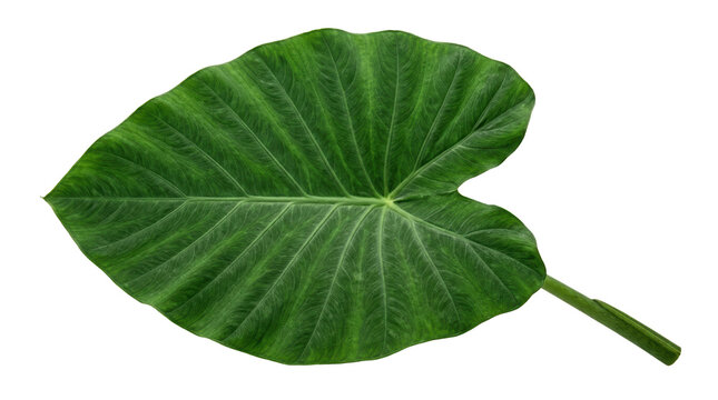 Tropical taro leaf isolated on white, green elephant ear foliage, exotic plant leaf for botanical design and nature concepts