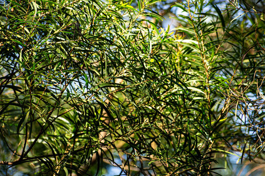 Green leaves of a plant seen in a forest during a sunny day in springtime