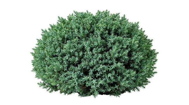 Evergreen juniper bush isolated on white, round green shrub for landscaping, decorative garden plant with needle foliage
