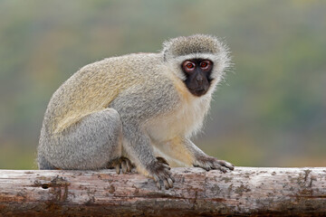A vervet monkey (Cercopithecus aethiops) sitting in natural habitat, Mokala National Park, South Africa © EcoView