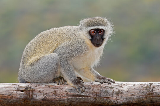 A vervet monkey (Cercopithecus aethiops) sitting in natural habitat, Mokala National Park, South Africa