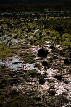Reflection on wet rocks during low tide at a coastal area near a river