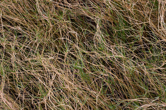 Tall grass sways in the wind under a clear sky on a sunny day in a rural area