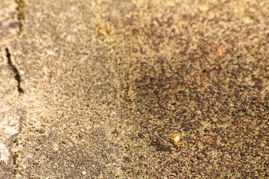 Close-up view of textured stone surface with various colors and patterns in natural setting