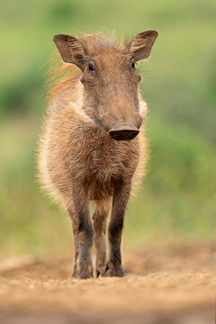 A young warthog (Phacochoerus africanus) standing in natural habitat, South Africa
