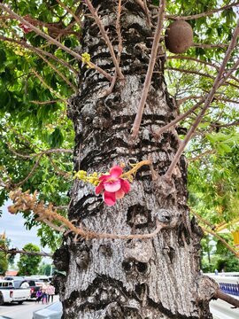 Shorea robusta, or Sal tree, is a plant in the Dipterocarpaceae family. It is considered sacred in Hinduism and is an important hardwood in India, used in construction, particularly for door 