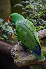 Obraz premium Close-up portrait of a beautiful green tropical parrot resting on a wooden stick against a soft blurred natural background