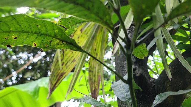 Vibrant green foliage with a single yellowing leaf in a tropical forest