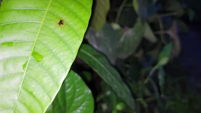 A close up view of a vibrant green mango leaf with a small dark spot on it