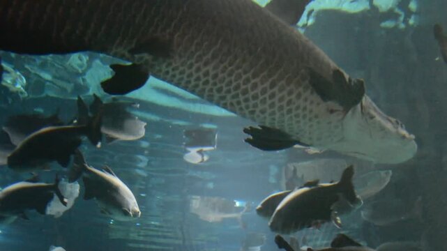 Large arapaima swimming in a public aquarium with various fish species. Underwater view of giant tropical freshwater fish gliding through deep blue water habitat.