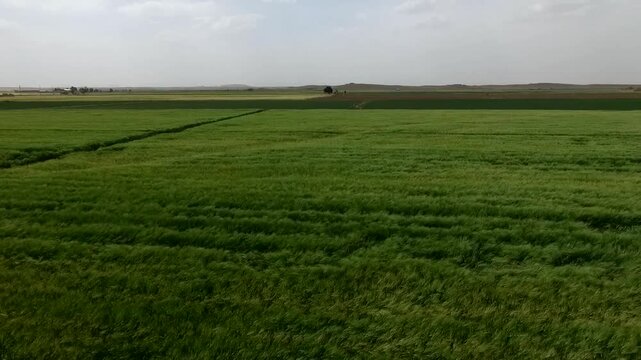 Panoramic aerial video of uniform vibrant green wheat field with clear sky and minimal elements creating minimalist agricultural beauty.