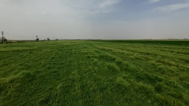 Dynamic drone shot showcases wide green wheat fields with linear patterns and distant trees on horizon creating beautiful agricultural scenery in daylight.