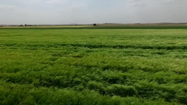 Beautiful aerial panorama of endless green wheat fields under natural daylight with peaceful and productive farming atmosphere.