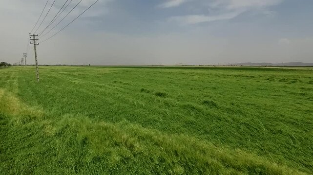 Aerial drone footage glides over vast vibrant green wheat fields with gentle wind patterns and distant horizon under bright daylight creating peaceful agricultural landscape view.