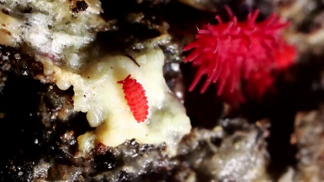Red Springtails tiny animals in Tropical Rainforest in Thailand and Southeast-Asia.