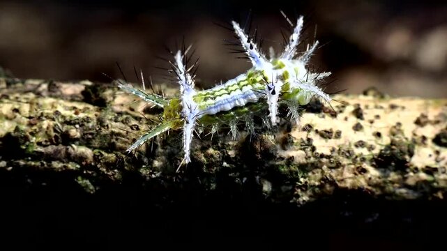 Detailed macro shot of a colorful slug caterpillar with spiky defenses