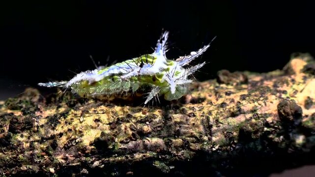 Detailed macro shot of a colorful slug caterpillar with spiky defenses