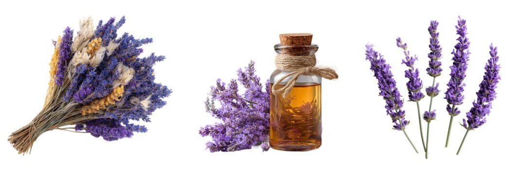 Lavender flowers bunch and essential oil bottle set isolated on transparent background
