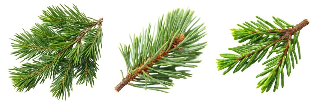 Pine needles evergreen branches set isolated on transparent background