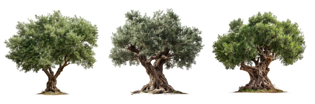 Olive trees green foliage set isolated on transparent background