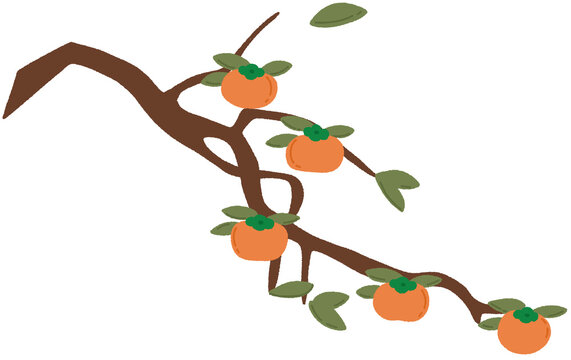 autumn persimmon tree