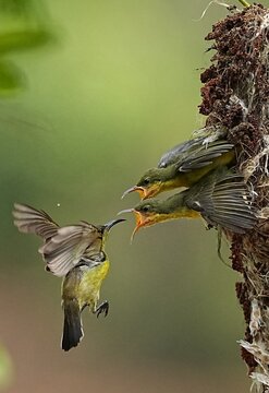 A yellow sunbird is feeding its two chicks.