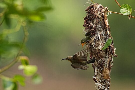 A yellow sunbird is feeding its two chicks.