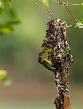 A yellow sunbird is feeding its two chicks.