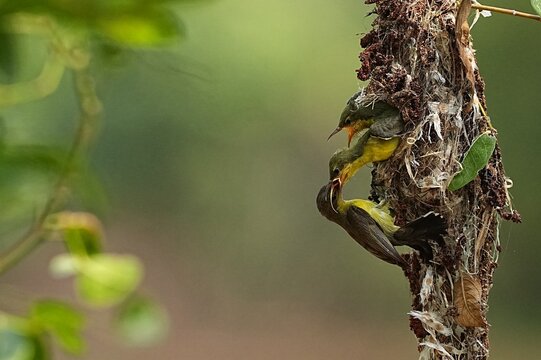 A yellow sunbird is feeding its two chicks.