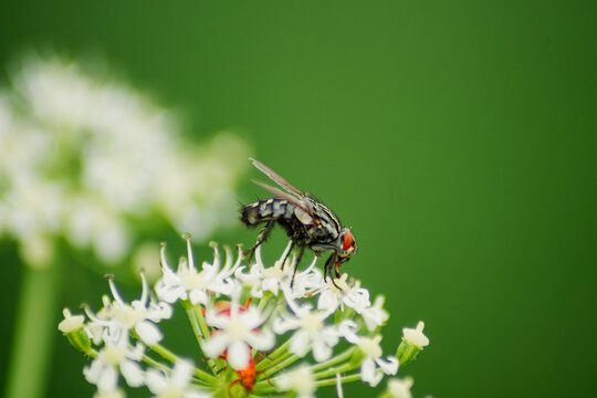 Fly resting on small white wildflowers with green background closeup macro real photography