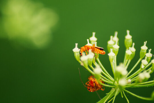 Orange beetle on white wildflower against green background closeup macro real photography