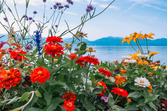  Massif de fleurs color&eacute;es au bord du lac L&eacute;man avec vue sur les Alpes &agrave; Morges