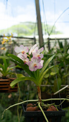  Pink and white orchids bloom together in a cluster © The Long Horizon