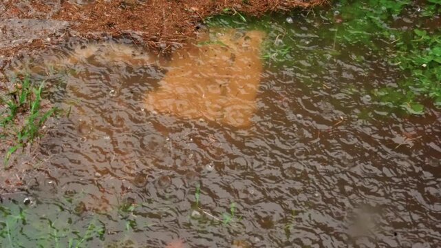 Muddy puddle rippling in yard, brown water forming concentric rings and small splashes over soil and grass edge textured surface, subtle reflection, natural tones and quiet, contemplative outdoor mood