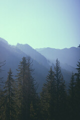 Fototapeta premium Blue mountain silhouettes with dark pine forest foreground real landscape photography