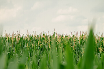 Fototapeta premium Green corn field with soft foreground blur under cloudy sky closeup landscape photography