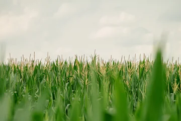 Fototapete Grün Green corn field with soft foreground blur under cloudy sky closeup landscape photography  © Artem
