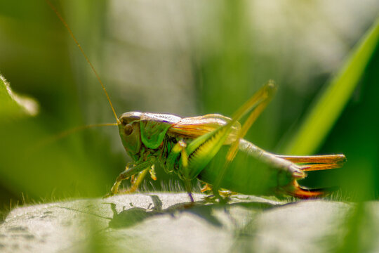 Close-up grasshopper sitting among fresh green grass macro real photography