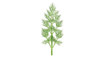 Fototapeta premium Fresh green dill herb sprig isolated on white background for culinary and food styling use